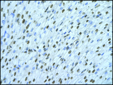 Anti-HNRPDL antibody produced in rabbit IgG fraction of antiserum