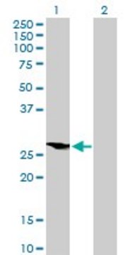 Anti-HOXB9 antibody produced in mouse purified immunoglobulin, buffered aqueous solution