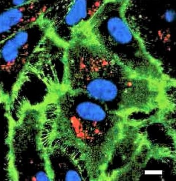 ECMatrix-411 E8 Laminin Substrate Xeno-free laminin-411 coating for the differentiation of pluripotent stem cells into endothelial cells, 350 &#956;g (CHO-S derived)