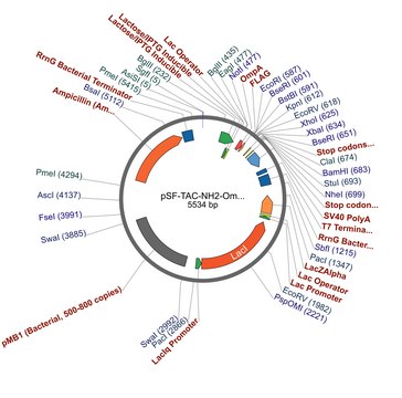 pSF-TAC-NH2-OmpA-FLAG plasmid vector for molecular cloning