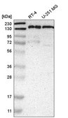 Anti-PPFIA1 antibody produced in rabbit Prestige Antibodies® Powered by Atlas Antibodies, affinity isolated antibody