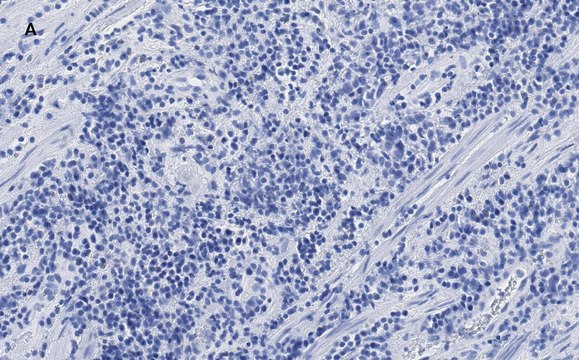 Anti-CTCF antibody, clone 1B18, ZooMAb&#174; Rabbit monoclonal recombinant, expressed in HEK 293 cells