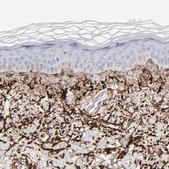 Anti-FBLN2 antibody produced in rabbit Prestige Antibodies® Powered by Atlas Antibodies, affinity isolated antibody, buffered aqueous glycerol solution
