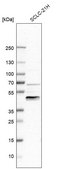 Anti-ZNF24 antibody produced in rabbit Prestige Antibodies® Powered by Atlas Antibodies, affinity isolated antibody, buffered aqueous glycerol solution