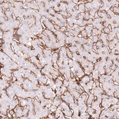 Monoclonal Anti-ITGB1 antibody produced in mouse Prestige Antibodies® Powered by Atlas Antibodies, clone CL15606, purified antibody (Protein A)