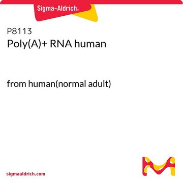 Poly(A)+ RNA human from human(normal adult)