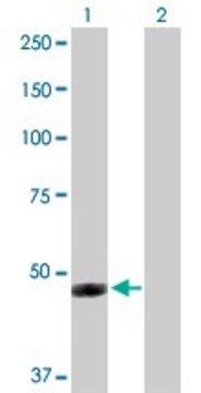 Anti-IFI44 antibody produced in rabbit purified immunoglobulin, buffered aqueous solution