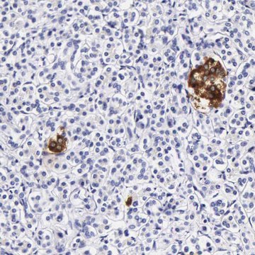 Anti-DGCR2 antibody produced in rabbit Prestige Antibodies&#174; Powered by Atlas Antibodies, affinity isolated antibody, buffered aqueous glycerol solution