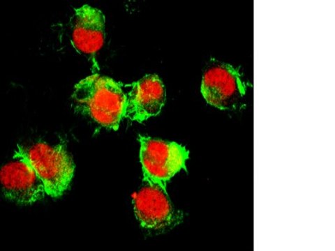 Anti-PRG4 Antibody from rabbit, purified by affinity chromatography