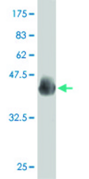 ANTI-PAX7 antibody produced in mouse clone 4F8, purified immunoglobulin, buffered aqueous solution