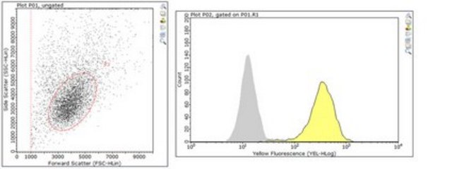 Anti-c-Met Antibody, clone seeMet 13 clone seeMet 13, from mouse