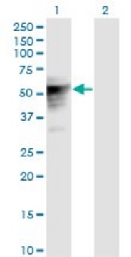 Monoclonal Anti-TLE6 antibody produced in mouse clone 2E4, purified immunoglobulin, buffered aqueous solution