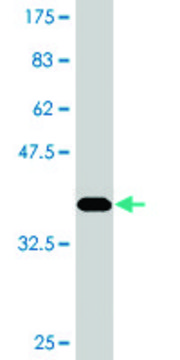 Monoclonal Anti-COLEC12 antibody produced in mouse clone 4A7, purified immunoglobulin, buffered aqueous solution