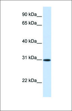 Anti-ATF5 antibody produced in rabbit affinity isolated antibody