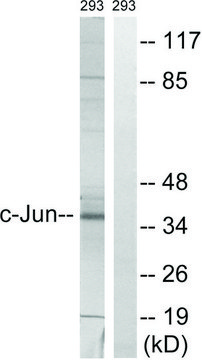 Anti-C-JUN antibody produced in rabbit affinity isolated antibody