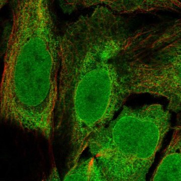 Anti-C11orf58 antibody produced in rabbit Prestige Antibodies&#174; Powered by Atlas Antibodies, affinity isolated antibody