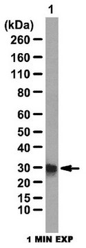 Anti-Lin28 Antibody from rabbit, purified by affinity chromatography