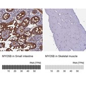 Anti-MYO5B antibody produced in rabbit Prestige Antibodies® Powered by Atlas Antibodies, affinity isolated antibody, buffered aqueous glycerol solution