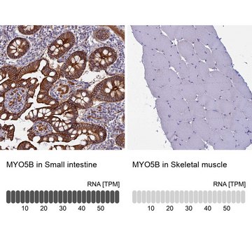 Anti-MYO5B antibody produced in rabbit Prestige Antibodies&#174; Powered by Atlas Antibodies, affinity isolated antibody, buffered aqueous glycerol solution