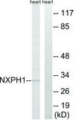 Anti-NXPH1 antibody produced in rabbit affinity isolated antibody