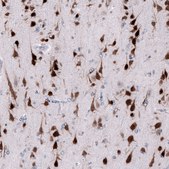 Monoclonal Anti-RBFOX3 antibody produced in mouse Prestige Antibodies® Powered by Atlas Antibodies, clone CL11892, purified immunoglobulin, buffered aqueous glycerol solution
