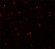 Anti-SHANK3 antibody produced in rabbit affinity isolated antibody, buffered aqueous solution
