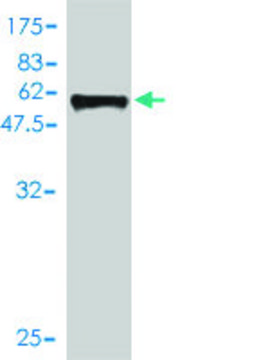 Monoclonal Anti-SIX2 antibody produced in mouse clone 3D7, purified immunoglobulin, buffered aqueous solution