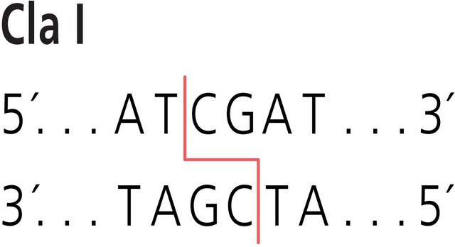 Cla I from Caryophanon latum&nbsp;L Restriction Enzyme