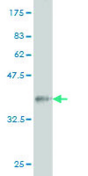 Monoclonal Anti-COIL antibody produced in mouse clone 4B8, ascites fluid