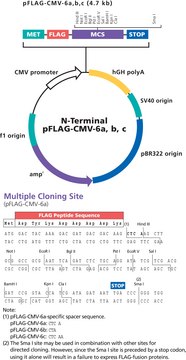 pFLAG-CMV&#8482;&#8722;6a,b,c表达载体 set of pFLAG-CMV-6a, -6b, and -6c vectors for cytoplasmic expression of N-terminal FLAG