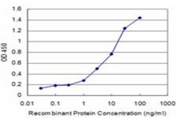ANTI-BRAF antibody produced in mouse clone 1F2, purified immunoglobulin, buffered aqueous solution