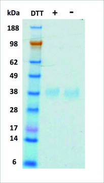 EPO human recombinant, expressed in HEK 293 cells, &#8805;95% (SDS-PAGE)