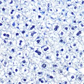 Anti-POU2F1/OCT1 antibody produced in rabbit