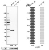 Anti-LGALS3 antibody produced in rabbit Prestige Antibodies® Powered by Atlas Antibodies, affinity isolated antibody, buffered aqueous glycerol solution