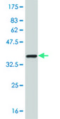 Monoclonal Anti-NME2, (C-terminal) antibody produced in mouse clone 1A9, purified immunoglobulin, buffered aqueous solution