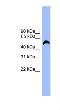 Anti-MARCO antibody produced in rabbit affinity isolated antibody