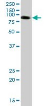 Anti-SIRPA antibody produced in mouse purified immunoglobulin, buffered aqueous solution