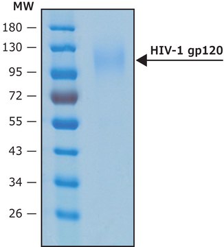 HIV-1 GP120蛋白 recombinant, expressed in HEK 293 cells