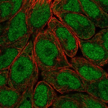 Anti-OASL antibody produced in rabbit affinity isolated antibody, buffered aqueous glycerol solution