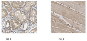 抗-NOX4抗体 from rabbit