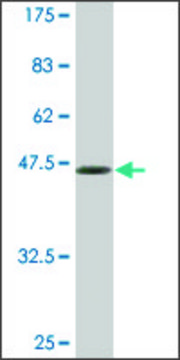 Monoclonal Anti-BRF1 antibody produced in mouse clone 2E9, ascites fluid