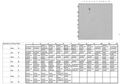 Anti-acetyl-Histone H3 (Lys18) Antibody, Trial Size serum, Upstate®