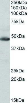 Anti-IDH2 antibody produced in goat affinity isolated antibody, buffered aqueous solution