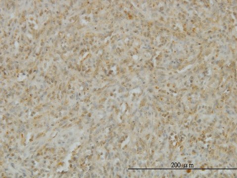 Monoclonal Anti-TNFSF14 antibody produced in mouse clone 4E3, purified immunoglobulin, buffered aqueous solution