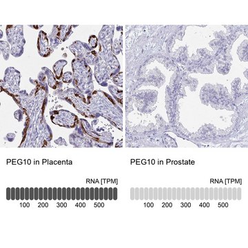 Anti-PEG10 antibody produced in rabbit Prestige Antibodies&#174; Powered by Atlas Antibodies, affinity isolated antibody, buffered aqueous glycerol solution