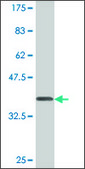 Monoclonal Anti-PLD1, (C-terminal) antibody produced in mouse clone 10H2, purified immunoglobulin, buffered aqueous solution