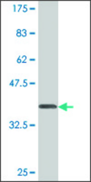 Monoclonal Anti-PLD1, (C-terminal) antibody produced in mouse clone 10H2, purified immunoglobulin, buffered aqueous solution