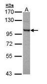 Anti-OFD1 antibody produced in rabbit