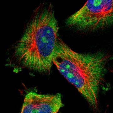 Anti-KCNC4 antibody produced in rabbit Prestige Antibodies&#174; Powered by Atlas Antibodies, affinity isolated antibody, buffered aqueous glycerol solution