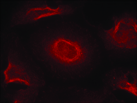 Anti-GRIN2B (Ab-1474) antibody produced in rabbit affinity isolated antibody